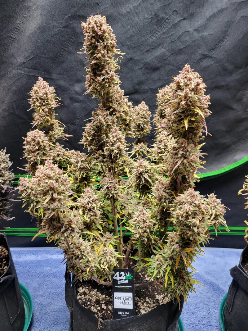 Guava Auto, Фасовка: 5, изображение 21